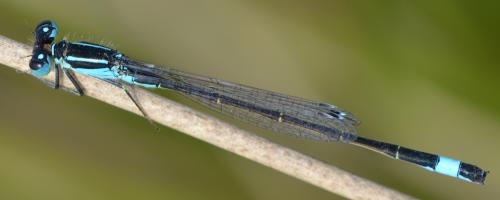 Ischnura elegans